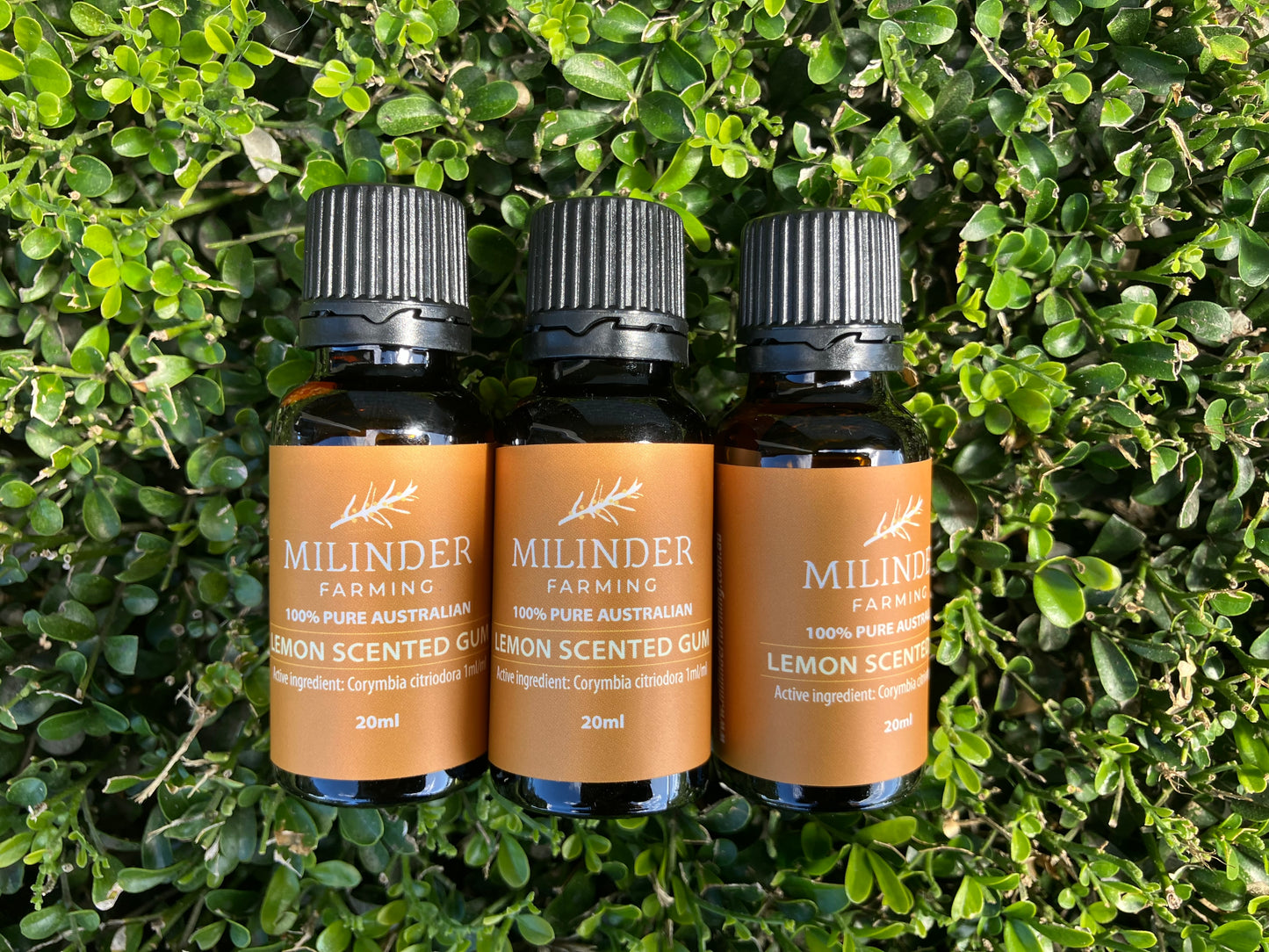 Pure Australian Lemon Scented Gum Essential Oil