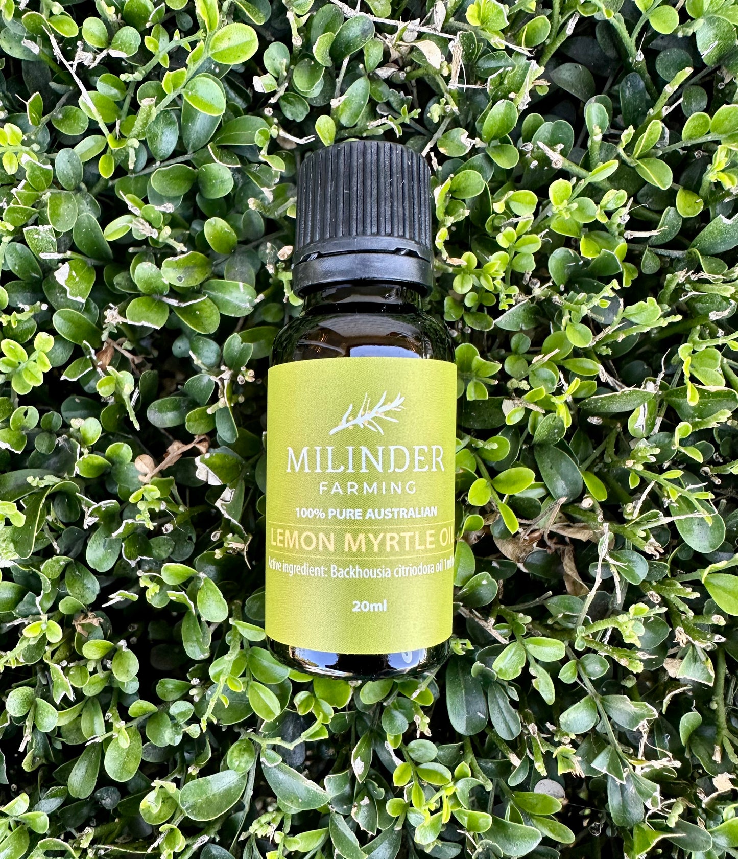 Pure Australian Lemon Myrtle Oil